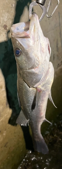 フッコ（マルスズキ）の釣果