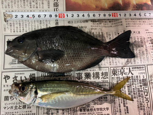 メジナの釣果