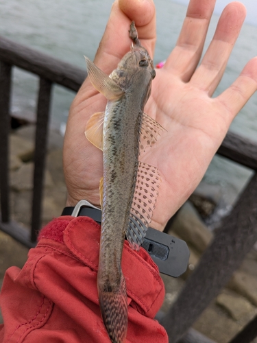 マハゼの釣果