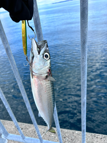 サバの釣果