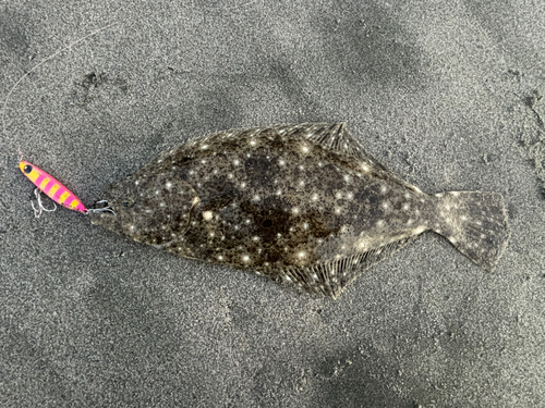 ソゲの釣果