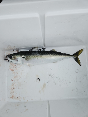 サバの釣果