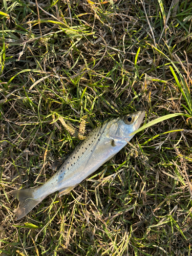 セイゴ（マルスズキ）の釣果