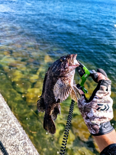 クロソイの釣果