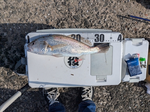 シログチの釣果