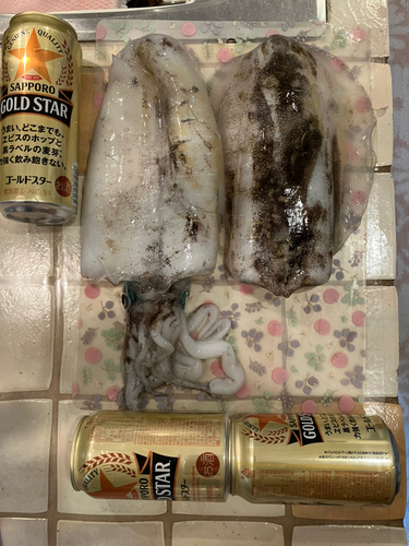 アオリイカの釣果