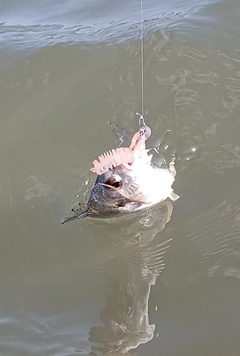 キビレの釣果