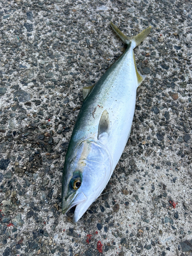 ハマチの釣果