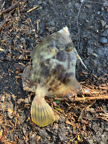 カワハギの釣果