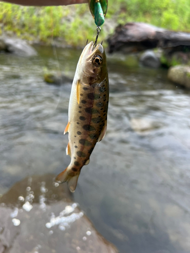 ヤマメの釣果