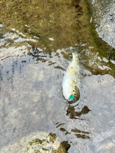 ニジマスの釣果