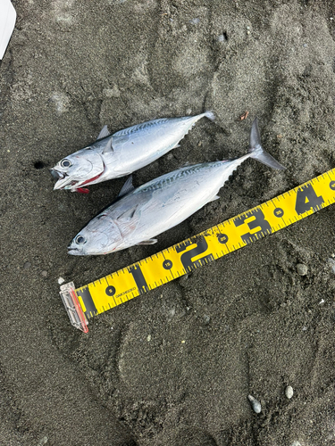 ヒラソウダの釣果