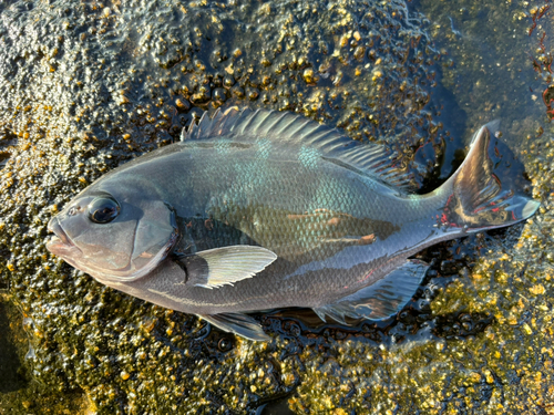 グレの釣果