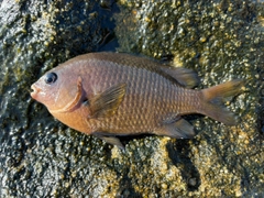 スズメダイの釣果