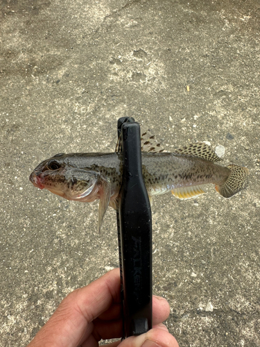 マハゼの釣果