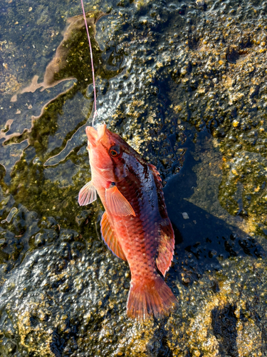 アカササノハベラの釣果