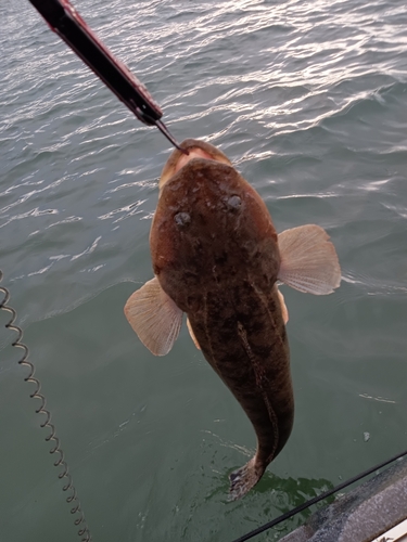 マゴチの釣果