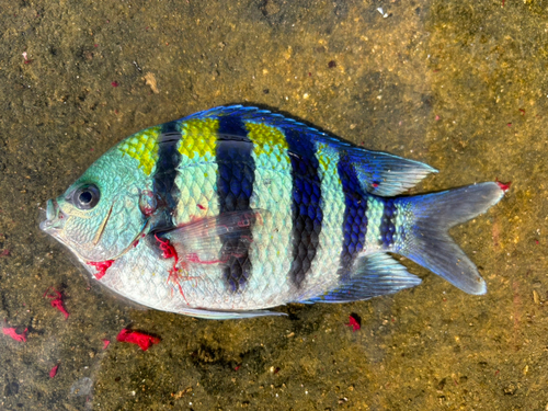 オヤビッチャの釣果