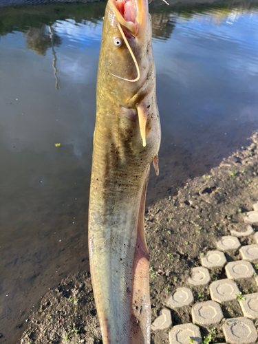 ナマズの釣果