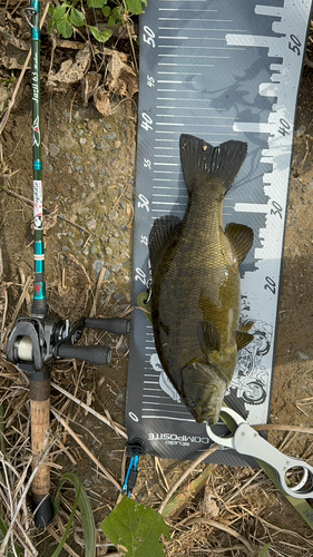 スモールマウスバスの釣果