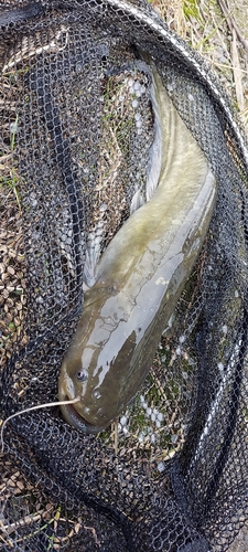 ナマズの釣果