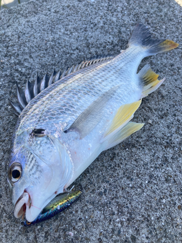 キビレの釣果