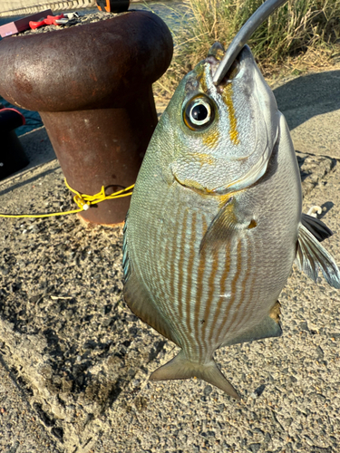 アラカブの釣果