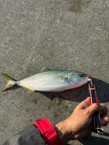 ワカシの釣果