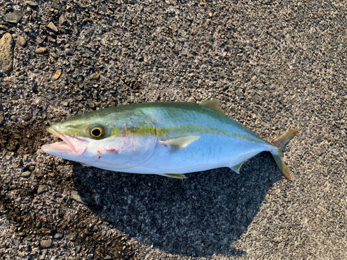 ツバスの釣果