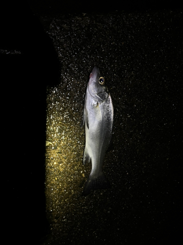 セイゴ（マルスズキ）の釣果