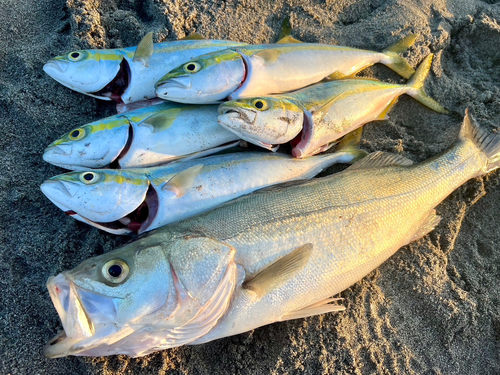 イナダの釣果