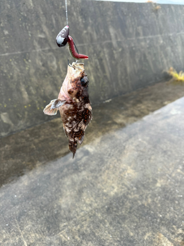 オウゴンムラソイの釣果