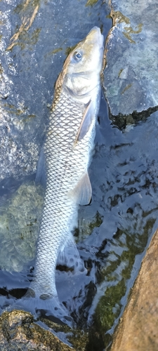 ニゴイの釣果