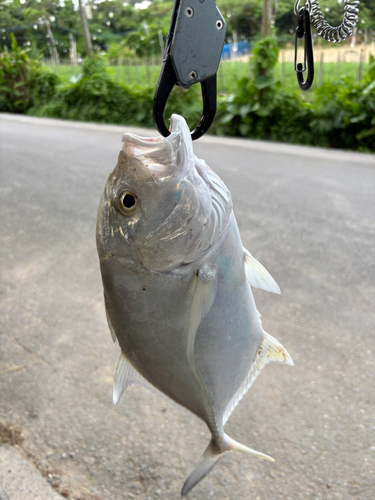 ロウニンアジの釣果