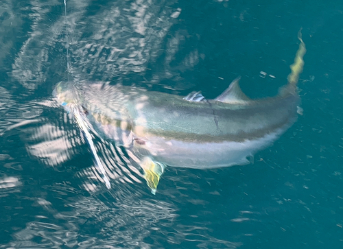 メジロの釣果