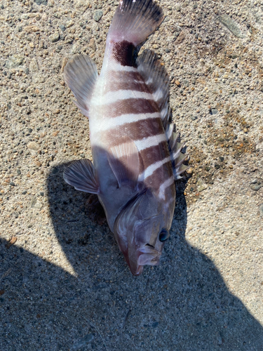 マハタの釣果