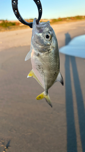 メッキの釣果