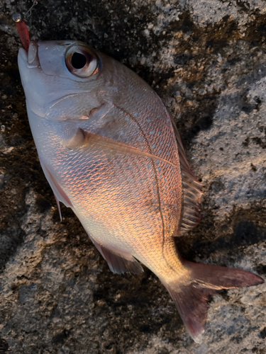 タイの釣果