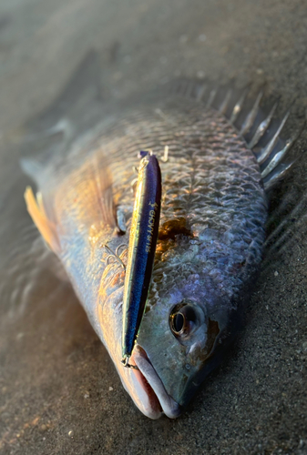 キチヌの釣果