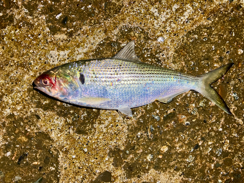 コノシロの釣果