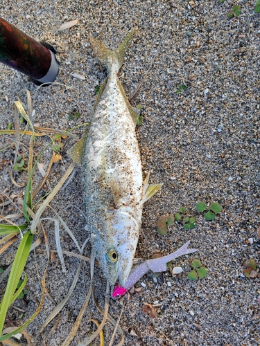 ショゴの釣果