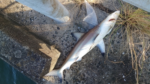 サメの釣果