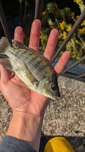 ナイルティラピアの釣果