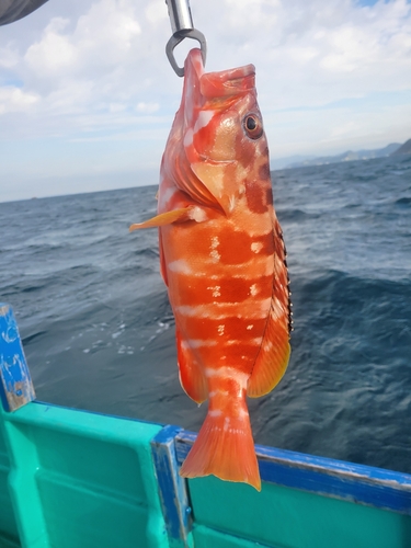 アカハタの釣果