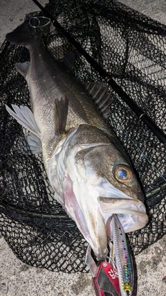 フッコ（マルスズキ）の釣果