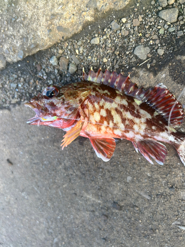 カサゴの釣果