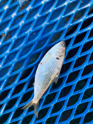 コノシロの釣果