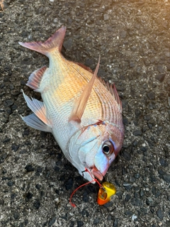 チダイの釣果