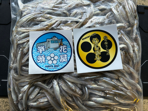 ワカサギの釣果