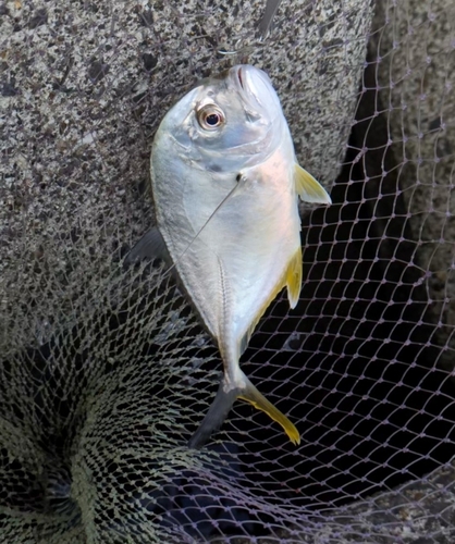 メッキの釣果